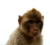 Monkey Portrait