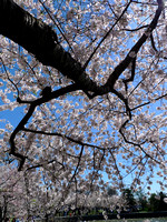 Cherry Blossoms '09