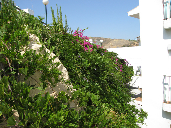 Vegetation in front of the apartment