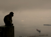 Ape over the harbor