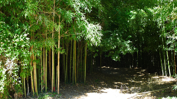 Bamboo forest?