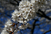 Cherry Blossoms '11