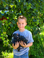 Grape Harvest '06